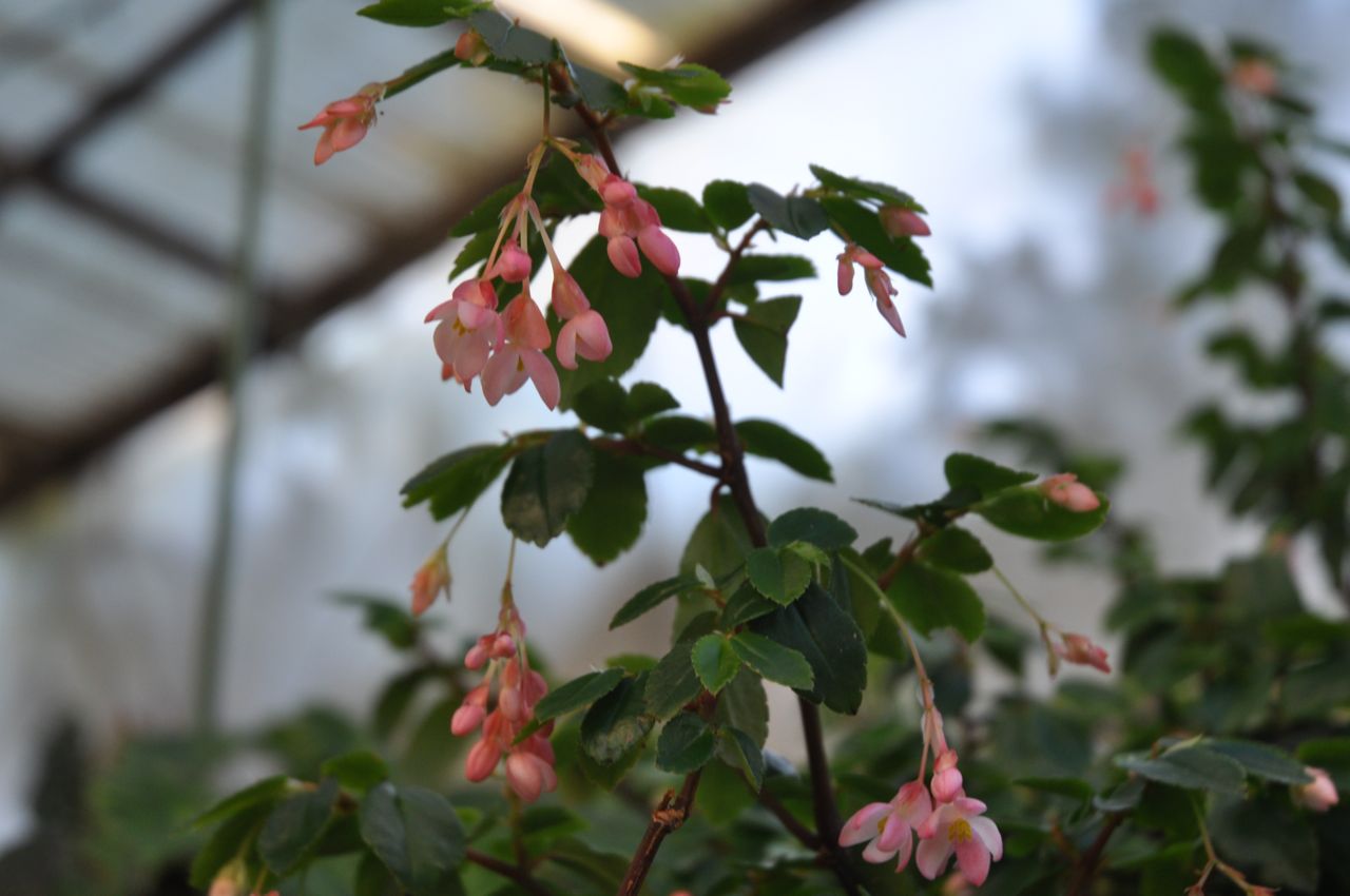 B. ‘Fuchsifoliosa’